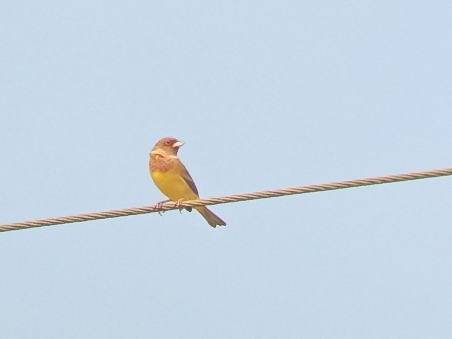 Red-headed Bunting - ML611457522