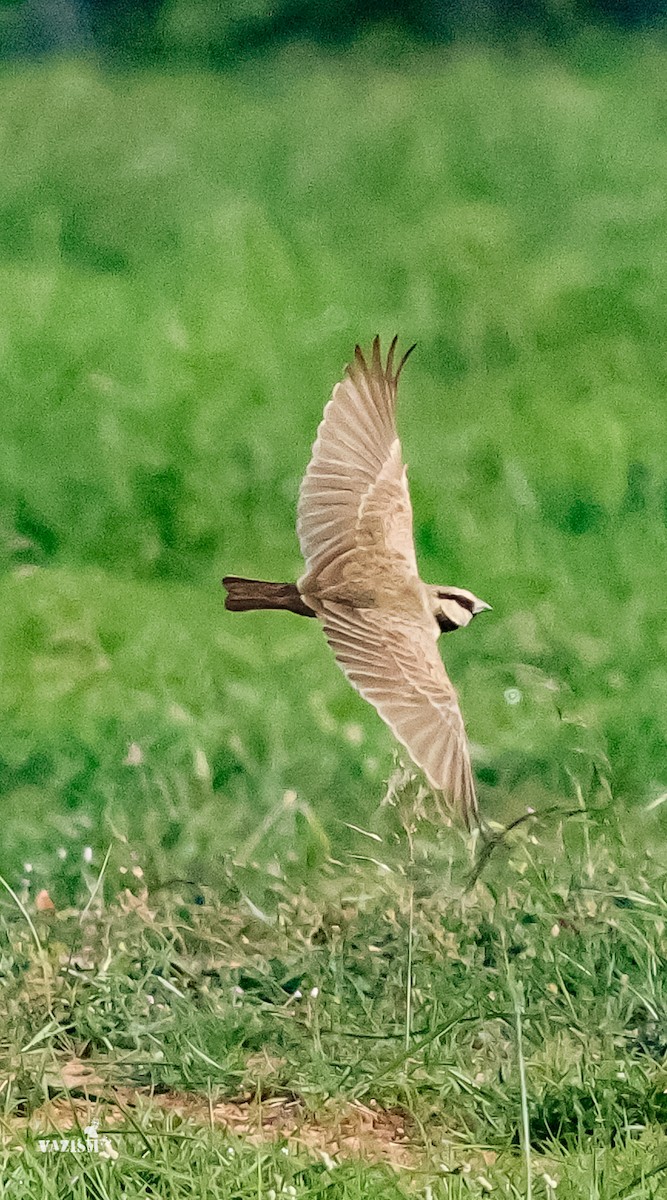 Ashy-crowned Sparrow-Lark - ML611457695