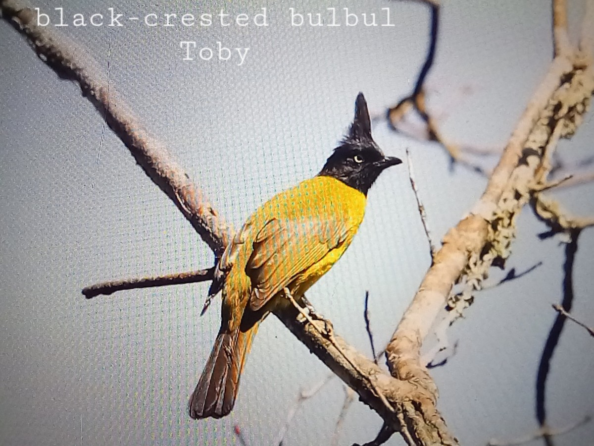 Black-crested Bulbul - ML611457796