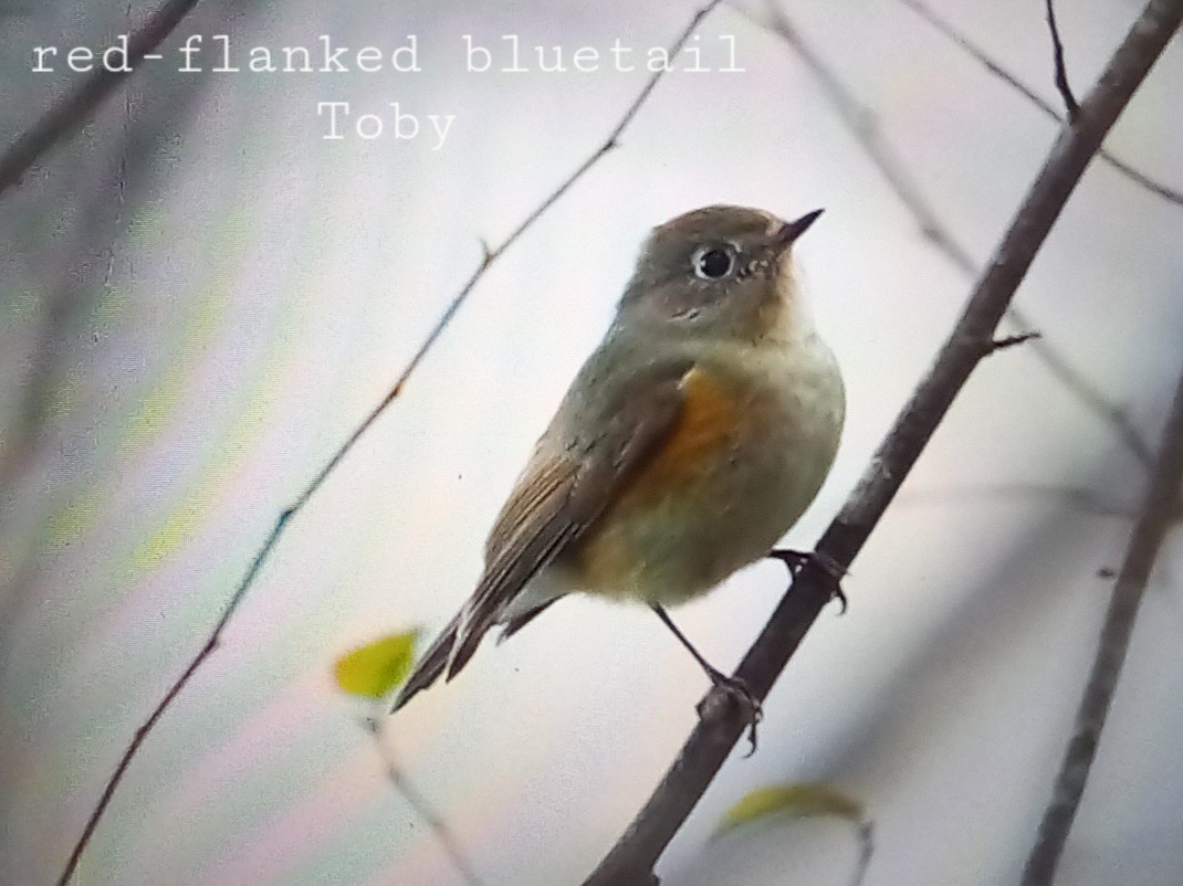 Red-flanked Bluetail - ML611457879