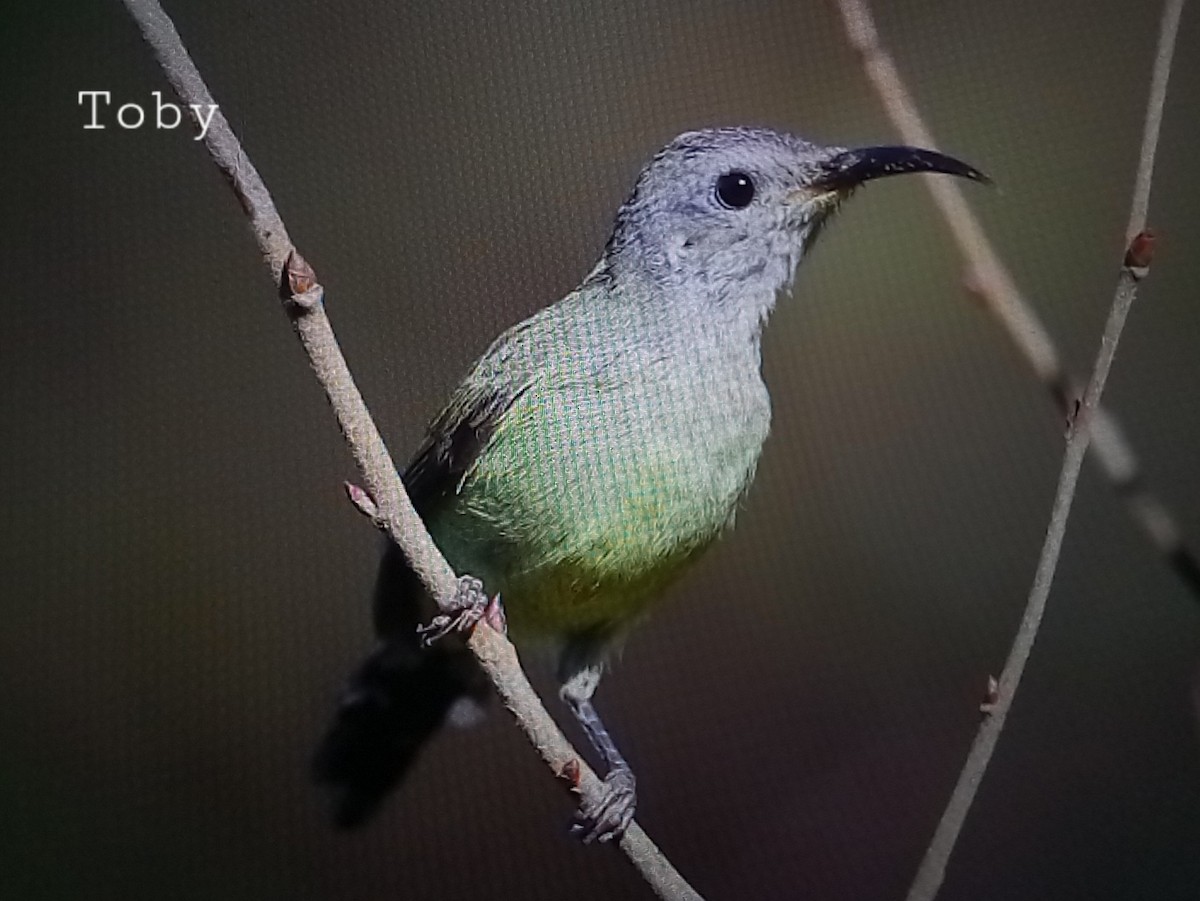 Green-tailed Sunbird - ML611457888