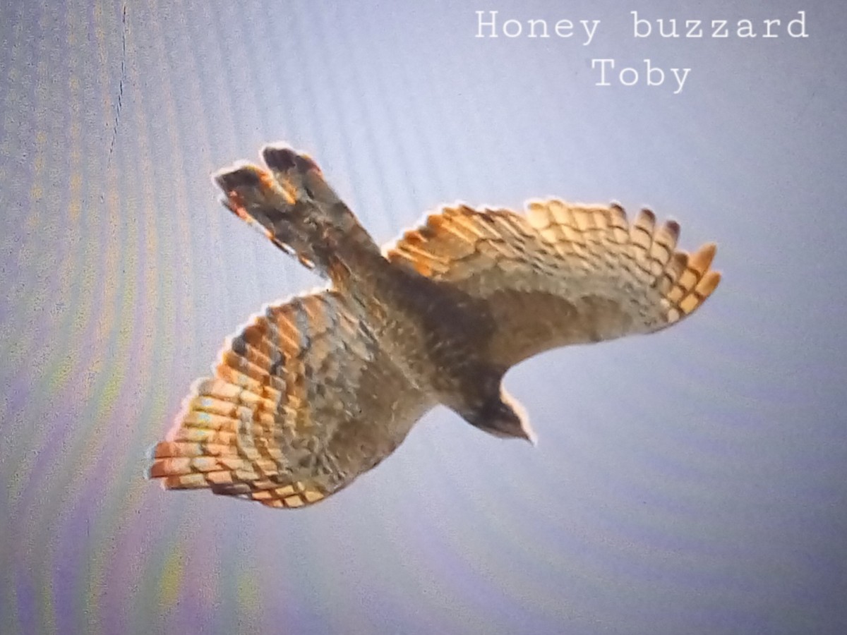 Oriental Honey-buzzard - ML611457917
