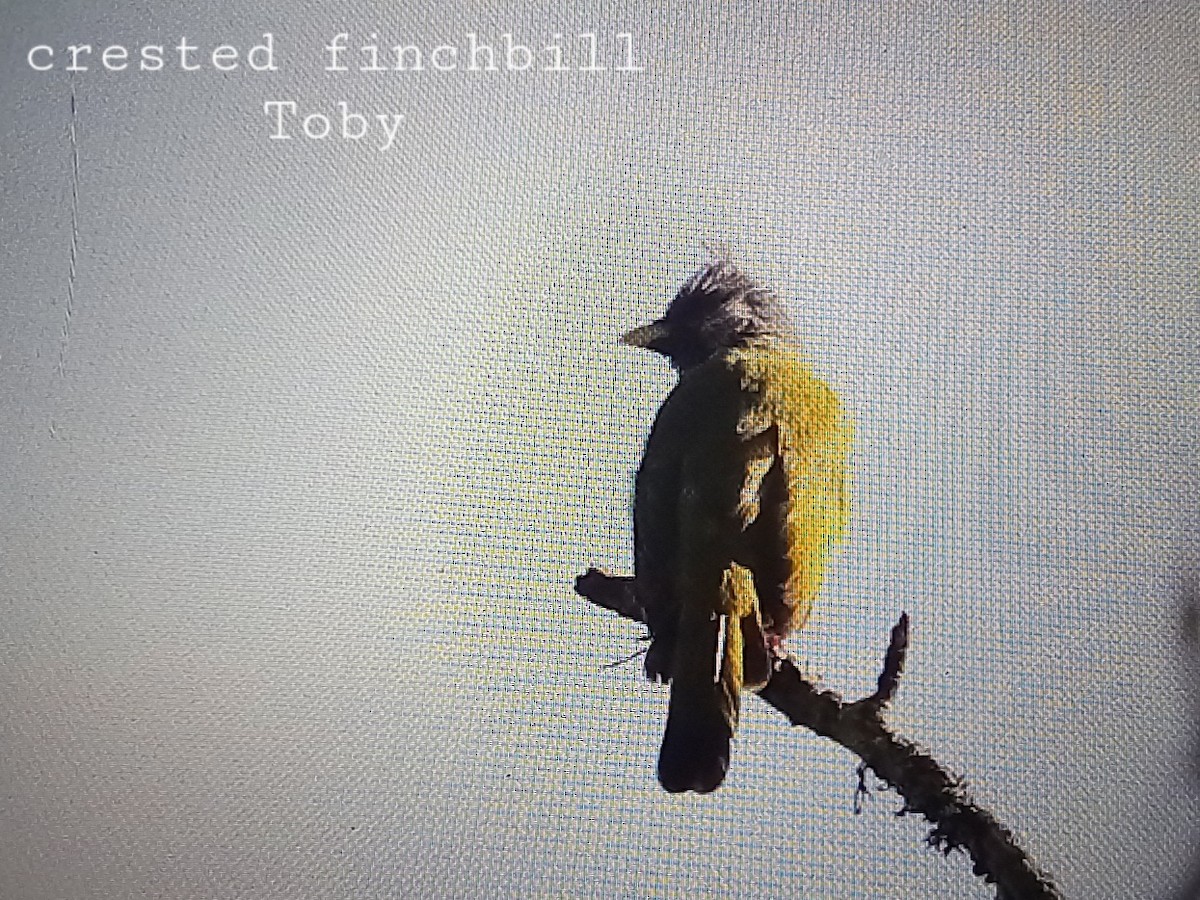 Crested Finchbill - ML611457920