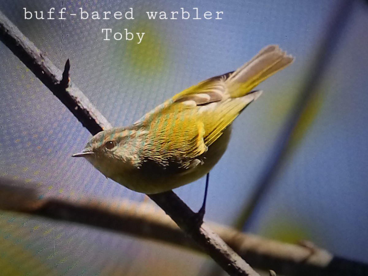 Buff-barred Warbler - ML611457925