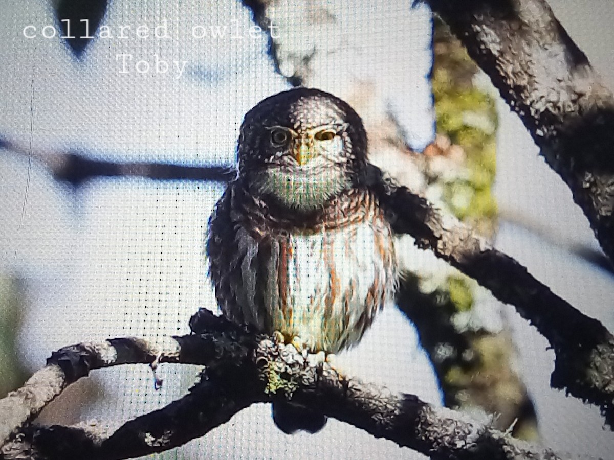 Collared Owlet - ML611457979