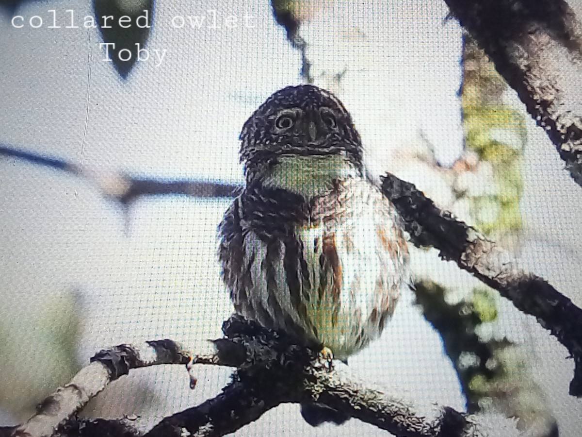 Collared Owlet - ML611457980