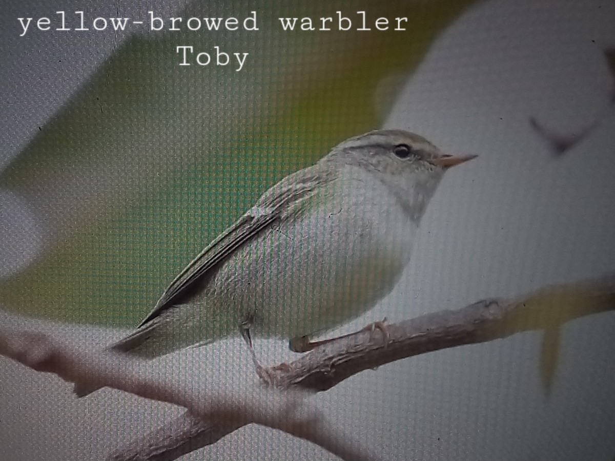 Yellow-browed Warbler - ML611457999