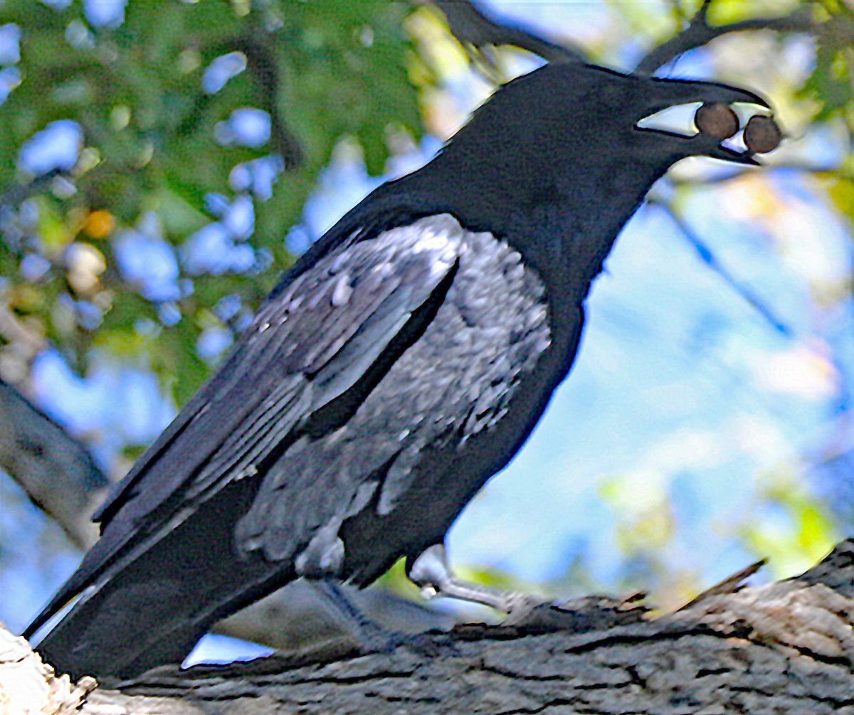 Common Raven - ML611458151