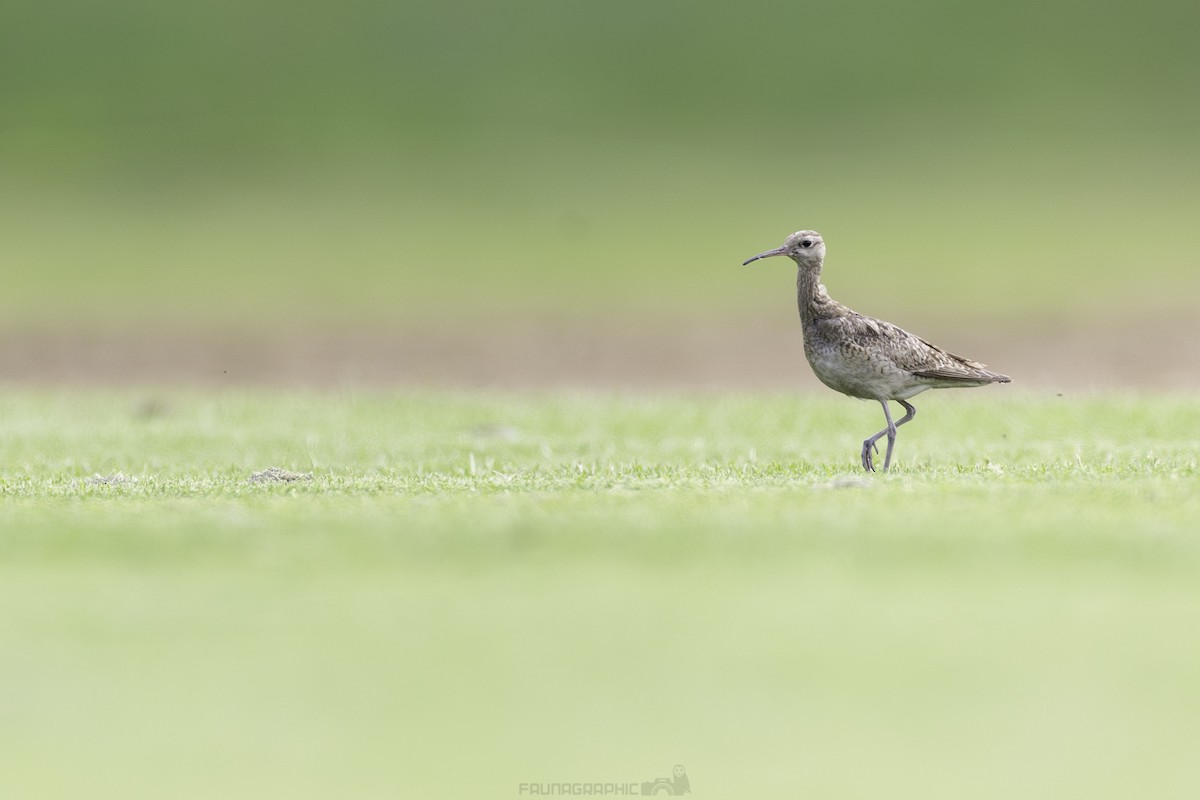 Little Curlew - ML611458365