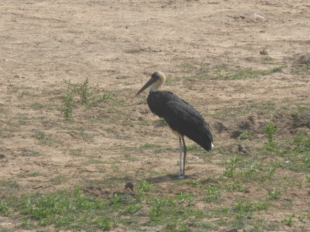 African Woolly-necked Stork - ML611458428