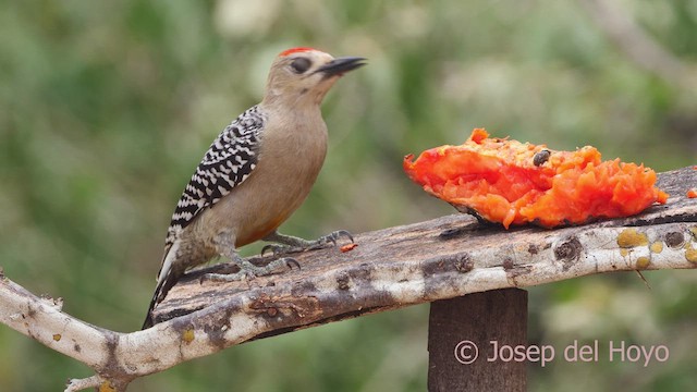 Red-crowned Woodpecker - ML611459094