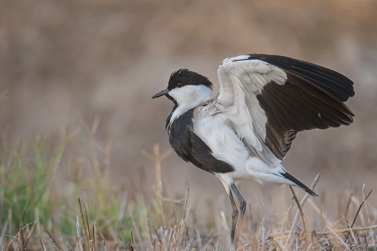 Spur-winged Lapwing - ML611459257