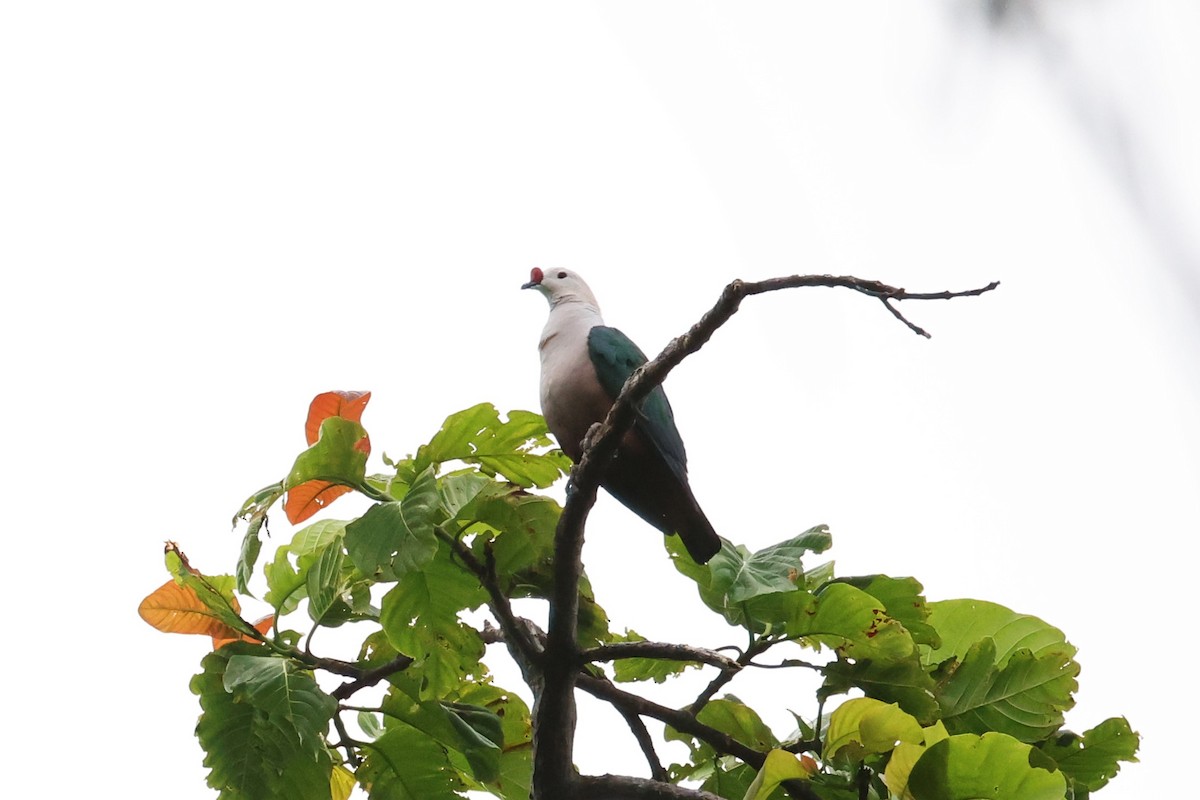 Red-knobbed Imperial-Pigeon - ML611459508