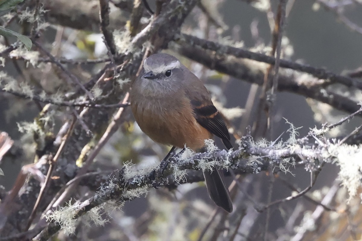 Brown-backed Chat-Tyrant - ML611459669