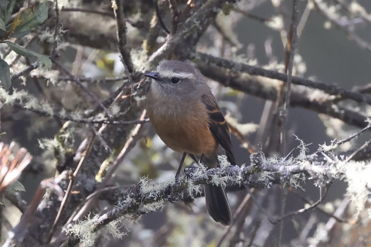 Brown-backed Chat-Tyrant - ML611459671