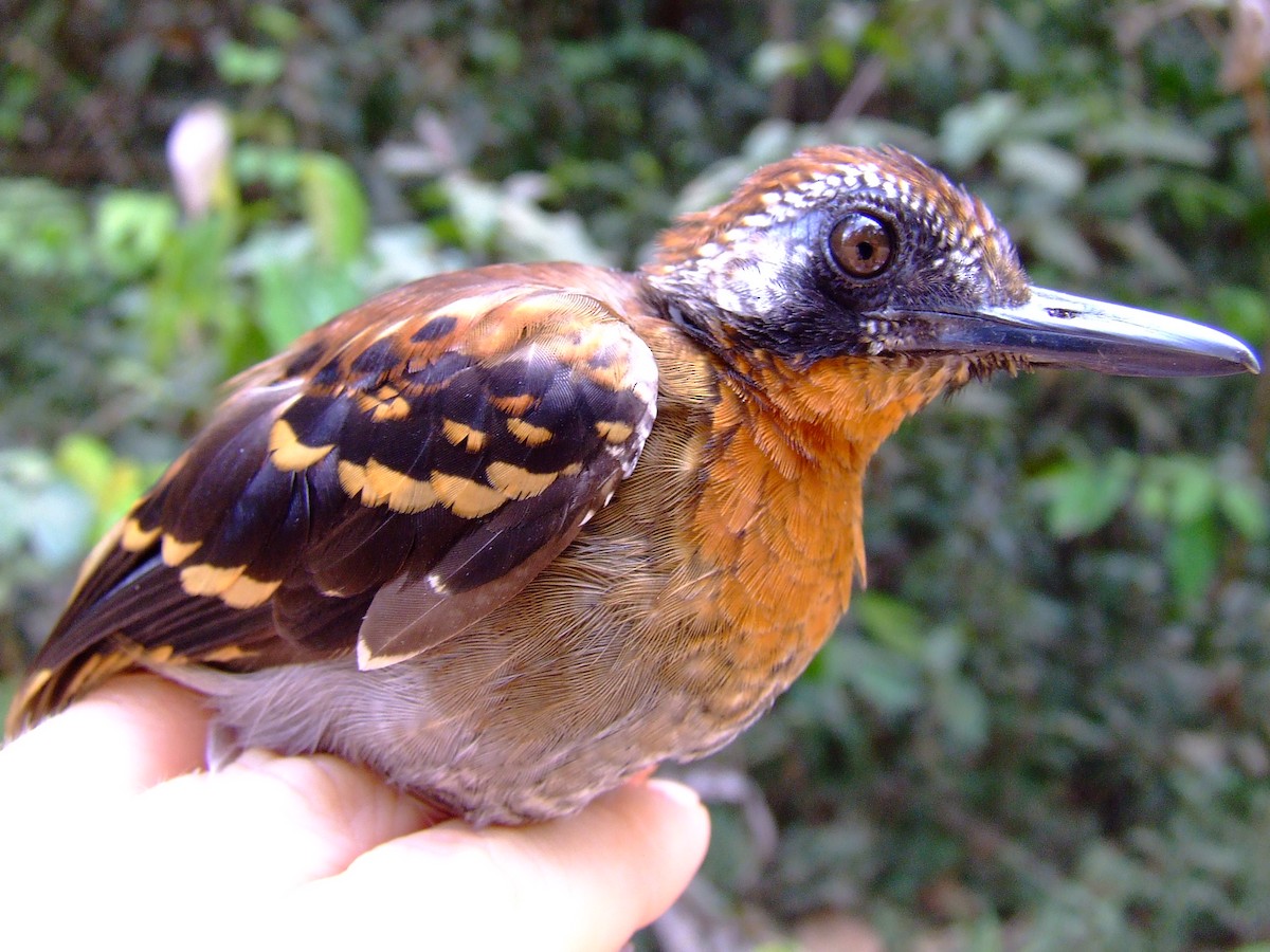 Wing-banded Antbird - ML611459826