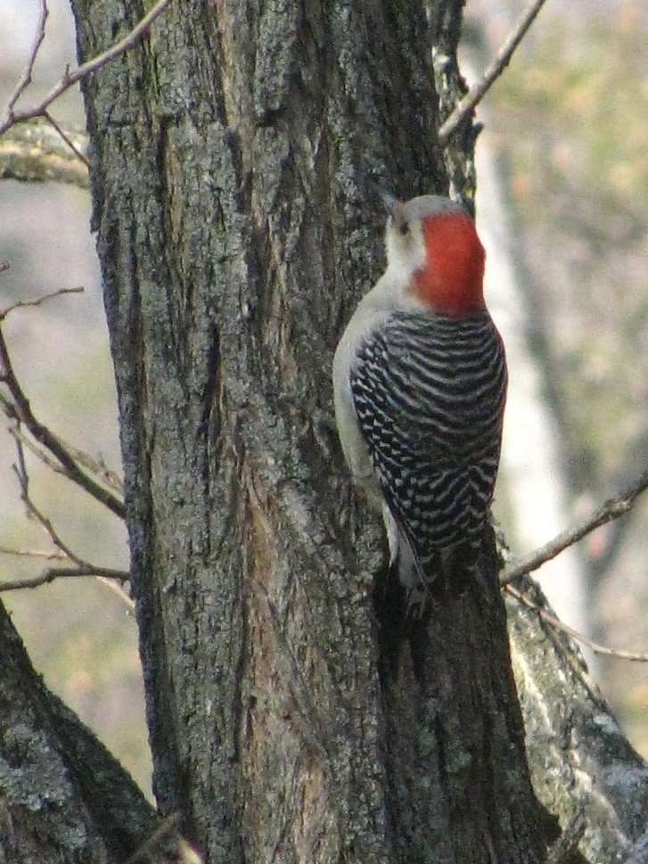 Red-bellied Woodpecker - ML611459999