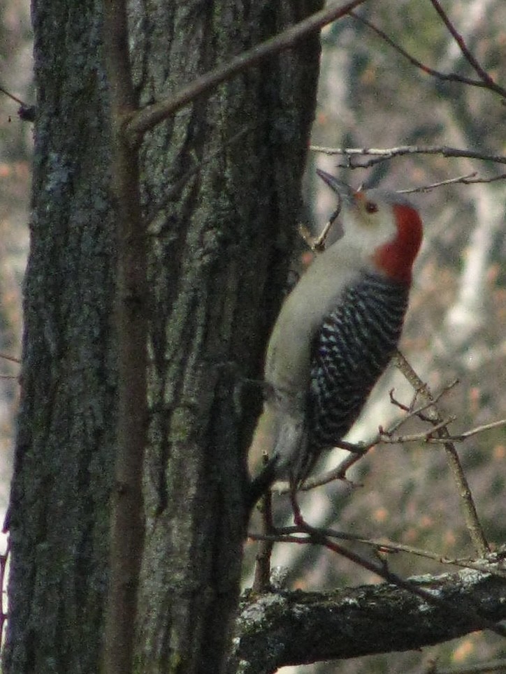 Red-bellied Woodpecker - ML611460000