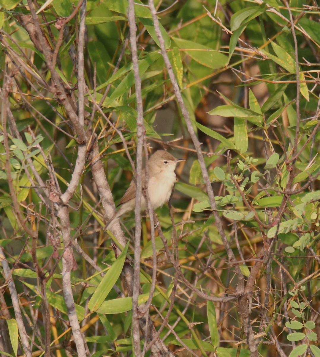 Booted Warbler - ML611460013