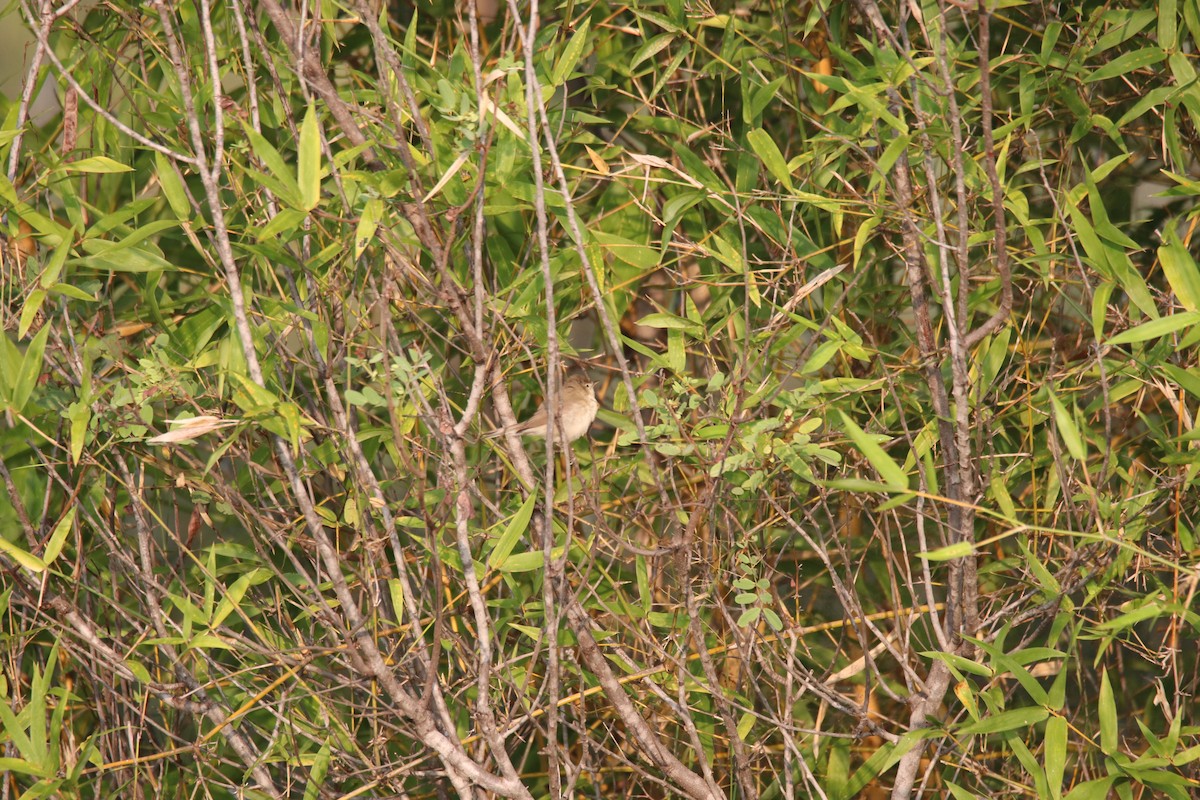 Booted Warbler - ML611460035