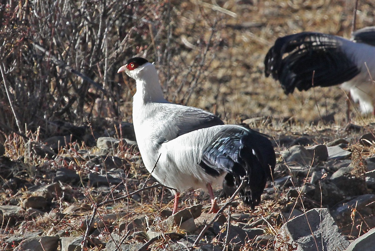 Белый ушастый фазан - ML611460126