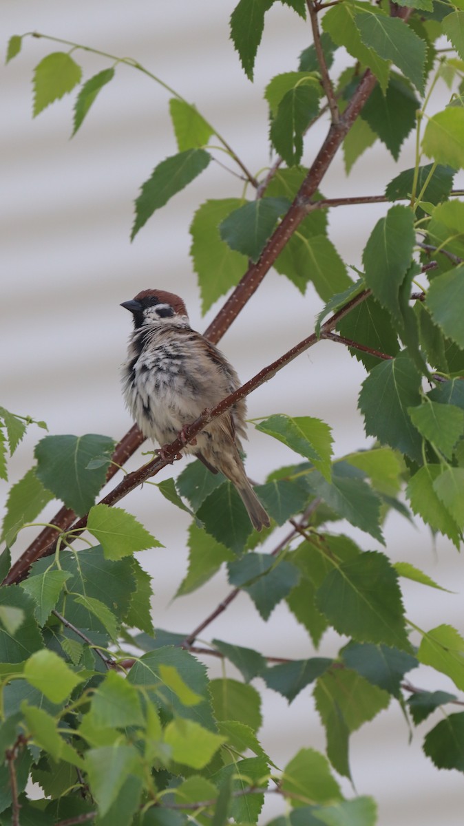 Eurasian Tree Sparrow - ML611460228
