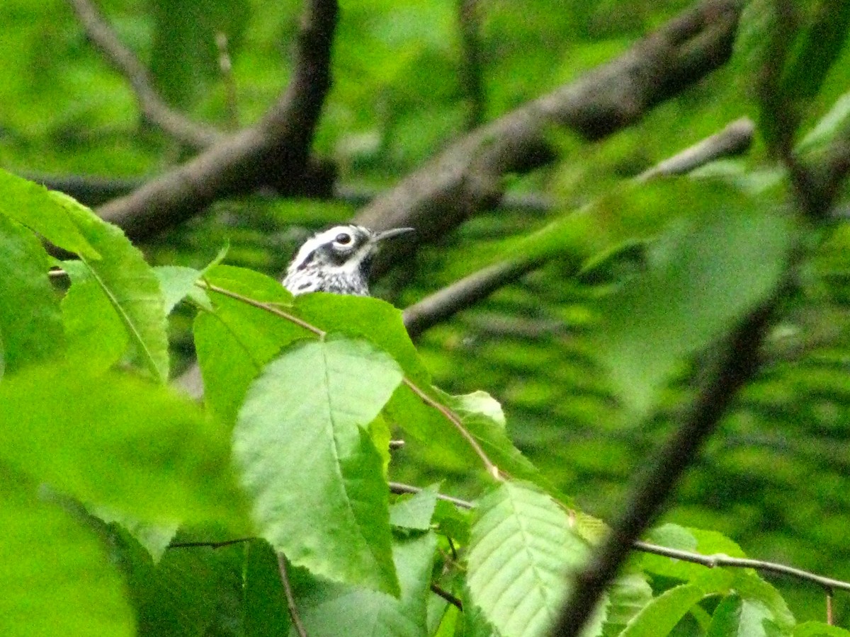 Black-and-white Warbler - ML611460501