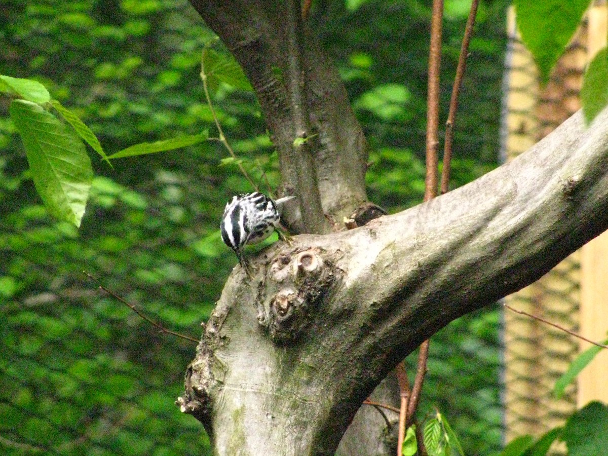 Black-and-white Warbler - ML611460502