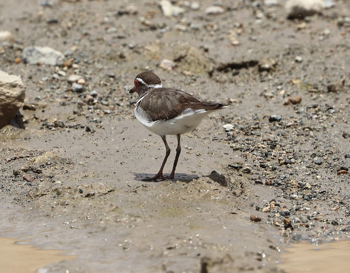 Three-banded Plover - ML611460873