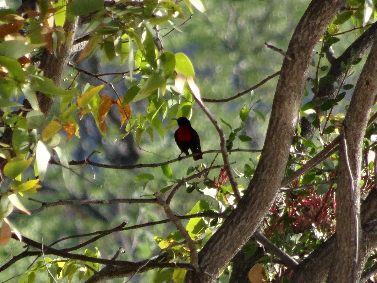 Scarlet-chested Sunbird - ML611460889