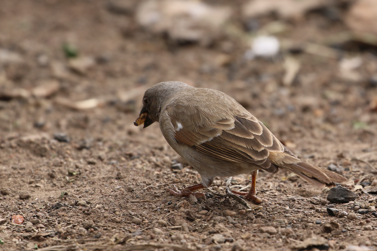 Swahili Sparrow - ML611460914