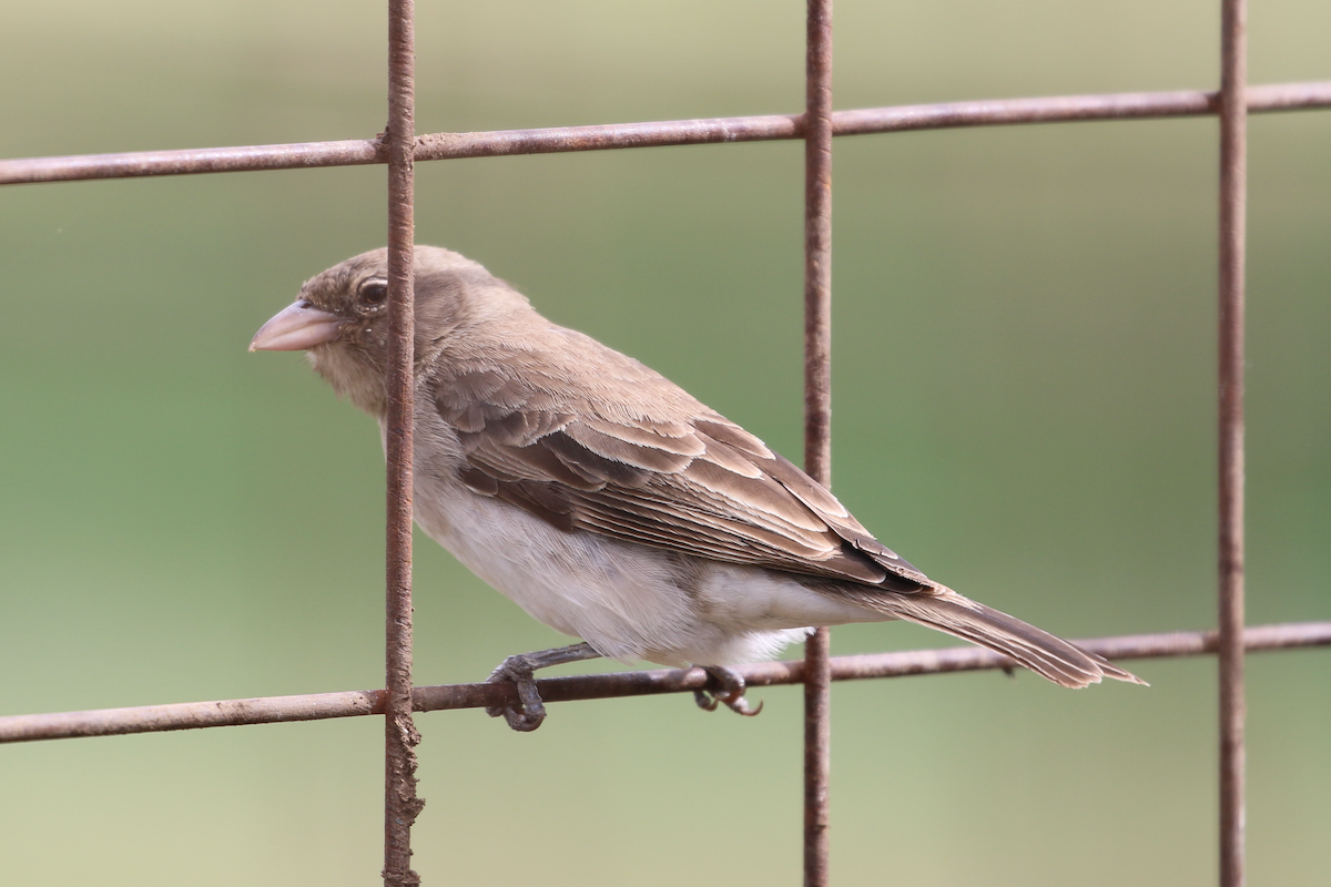 Yellow-spotted Bush Sparrow - ML611460923