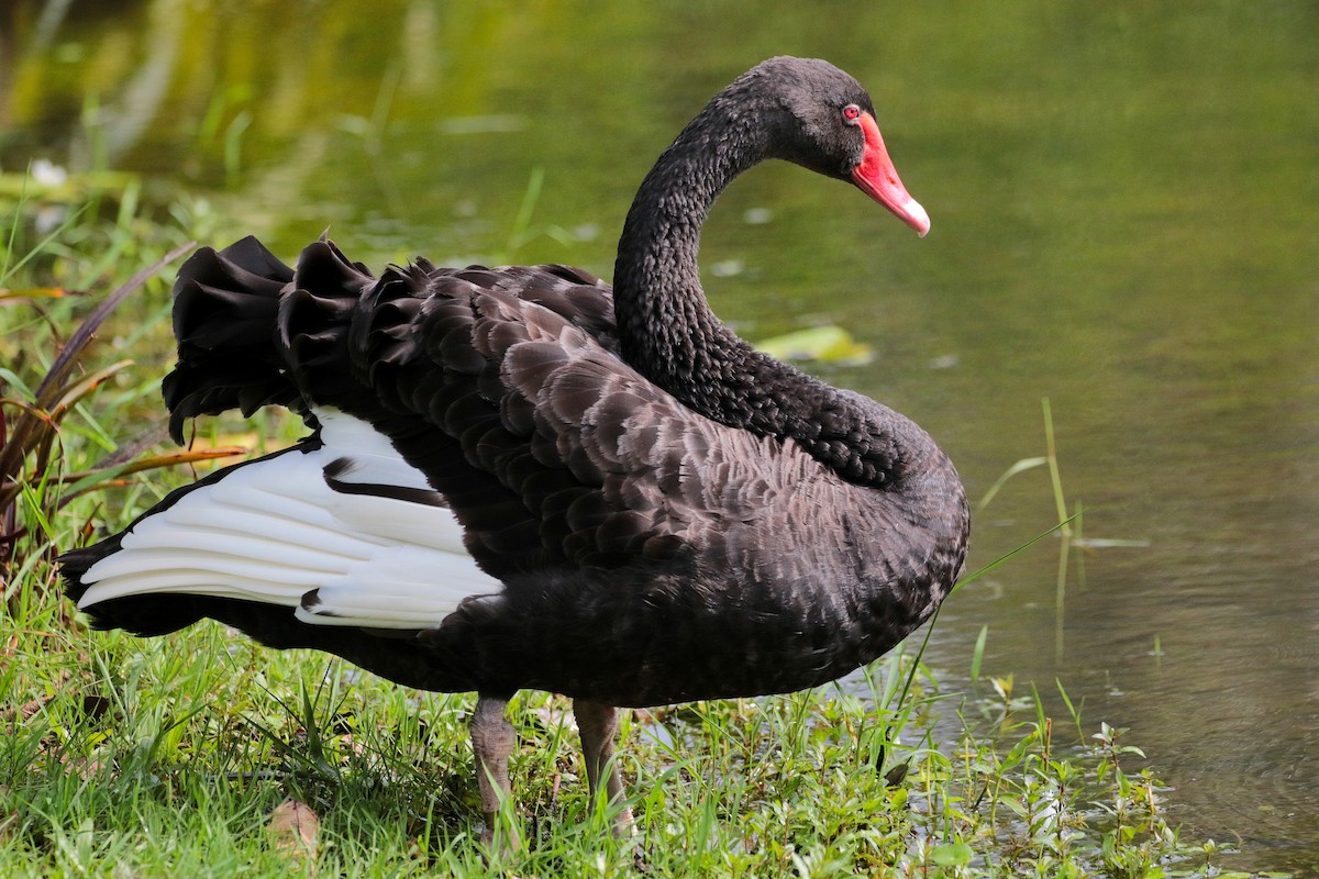 Black Swan - ML611461409