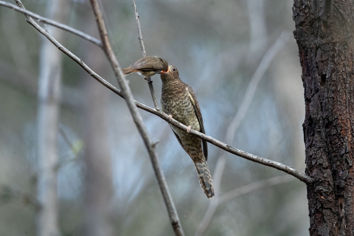 Fan-tailed Cuckoo - Chris Murray