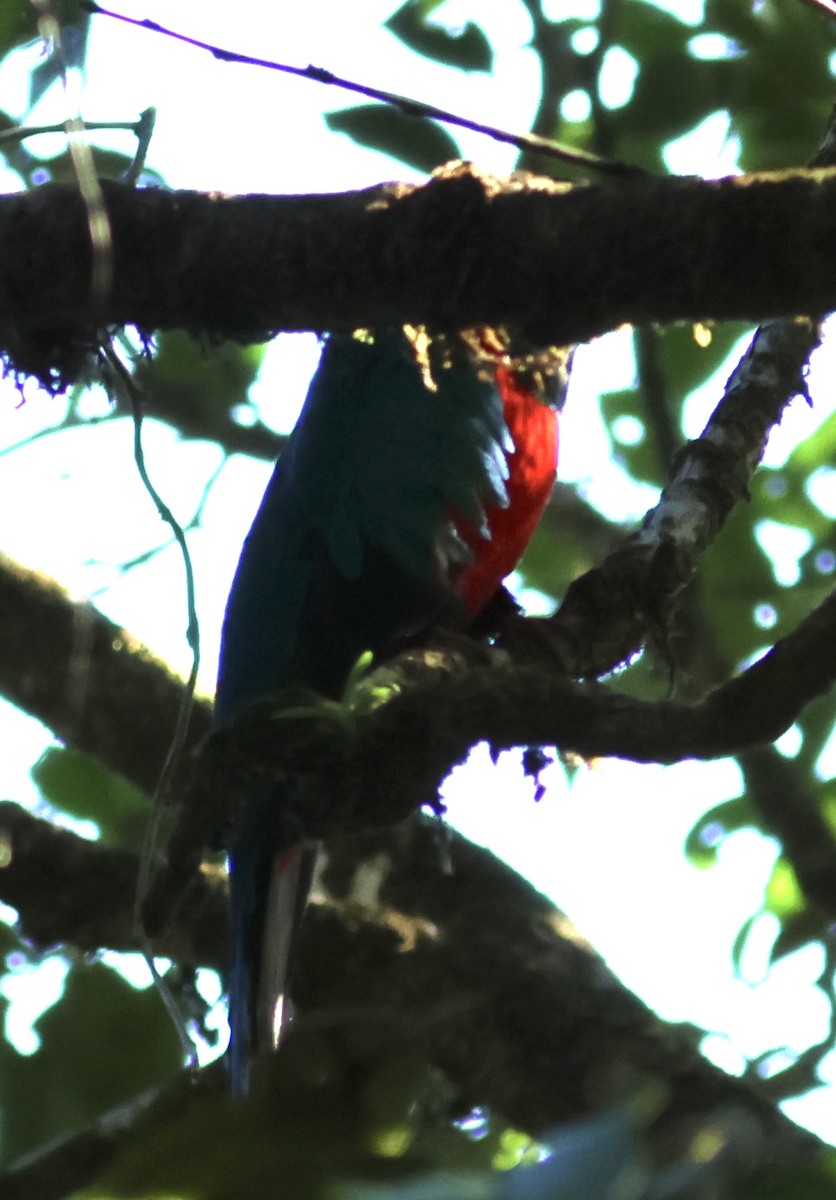 Quetzal Pavonino - ML611461924