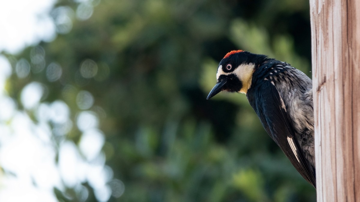Acorn Woodpecker - ML611462154