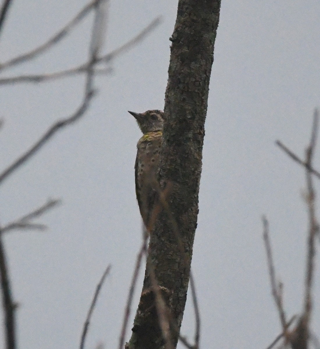 Green-backed Woodpecker - ML611462177