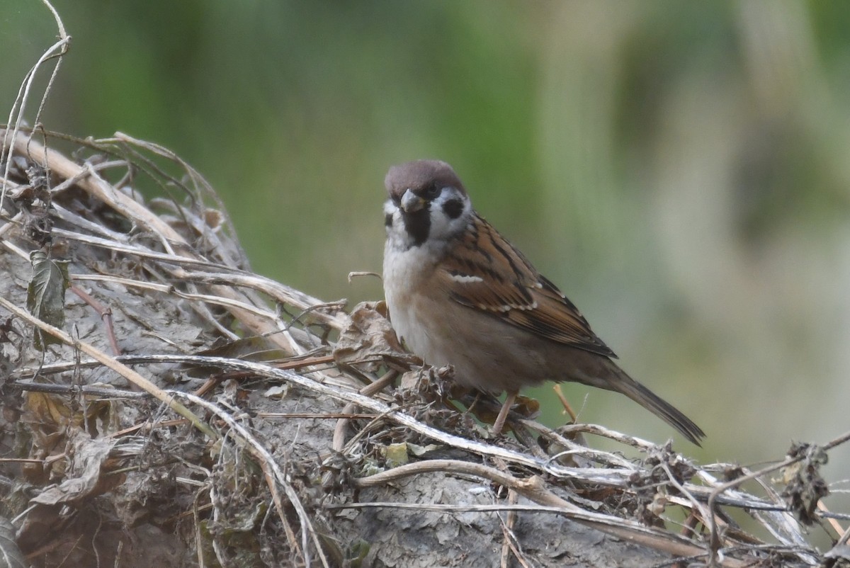 Eurasian Tree Sparrow - ML611462243