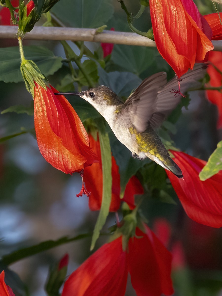 Ruby-throated Hummingbird - ML611462289