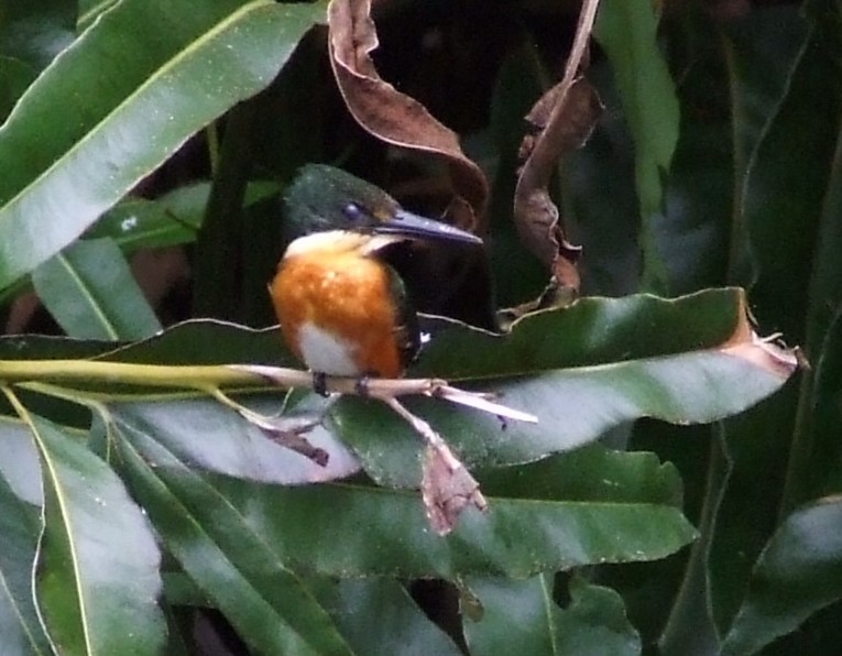 American Pygmy Kingfisher - ML611462465