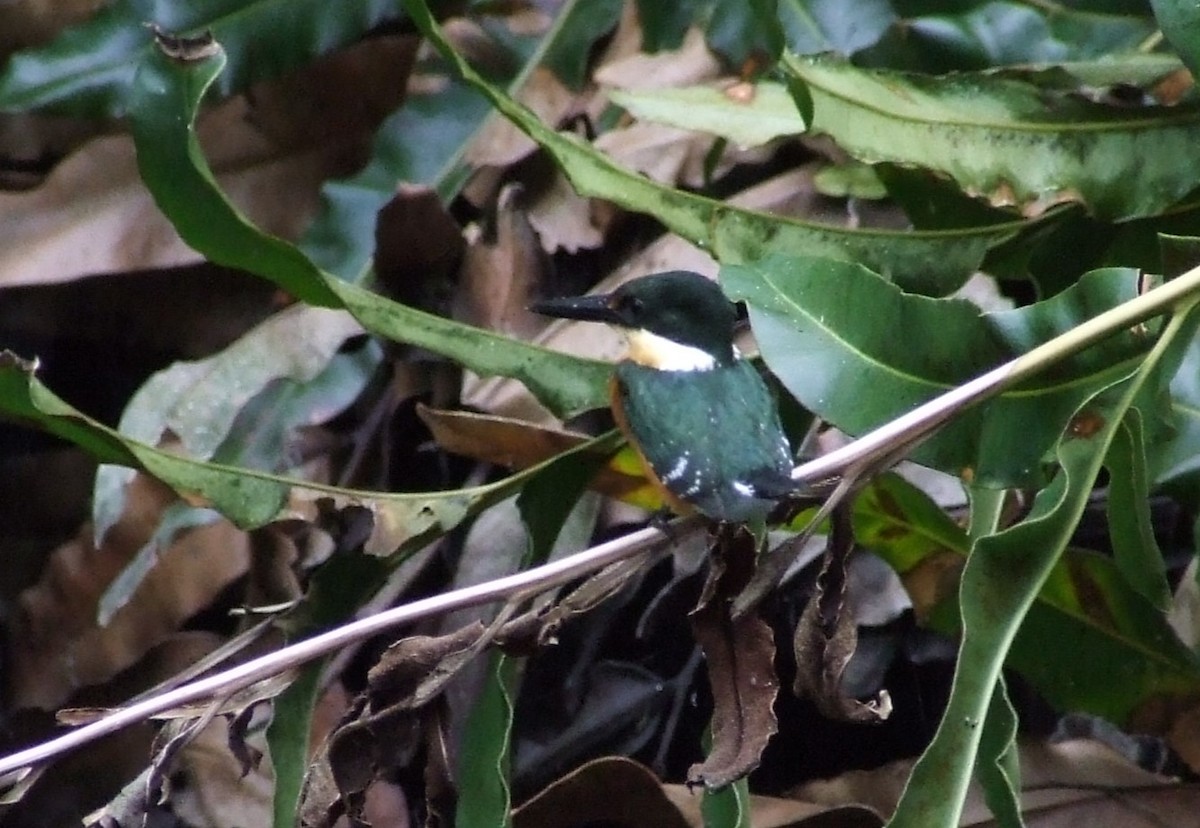 American Pygmy Kingfisher - ML611462466