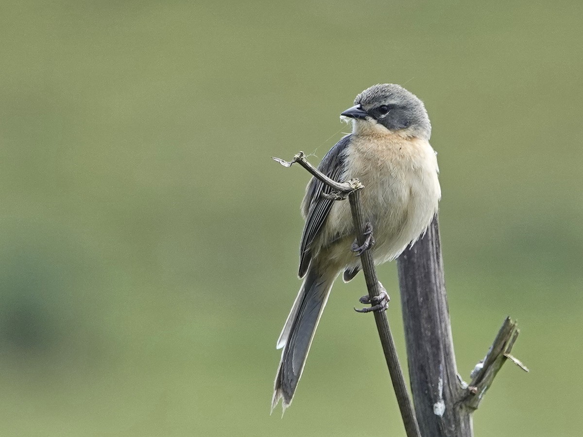 Long-tailed Reed Finch - Ursula Rinas