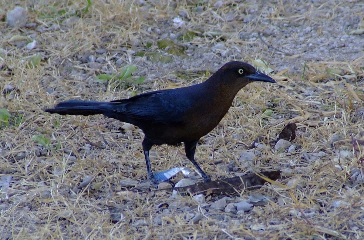 Great-tailed Grackle - ML611462656