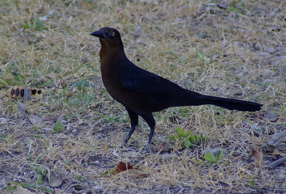 Great-tailed Grackle - ML611462657