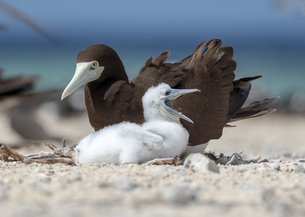 Brown Booby - ML611462864