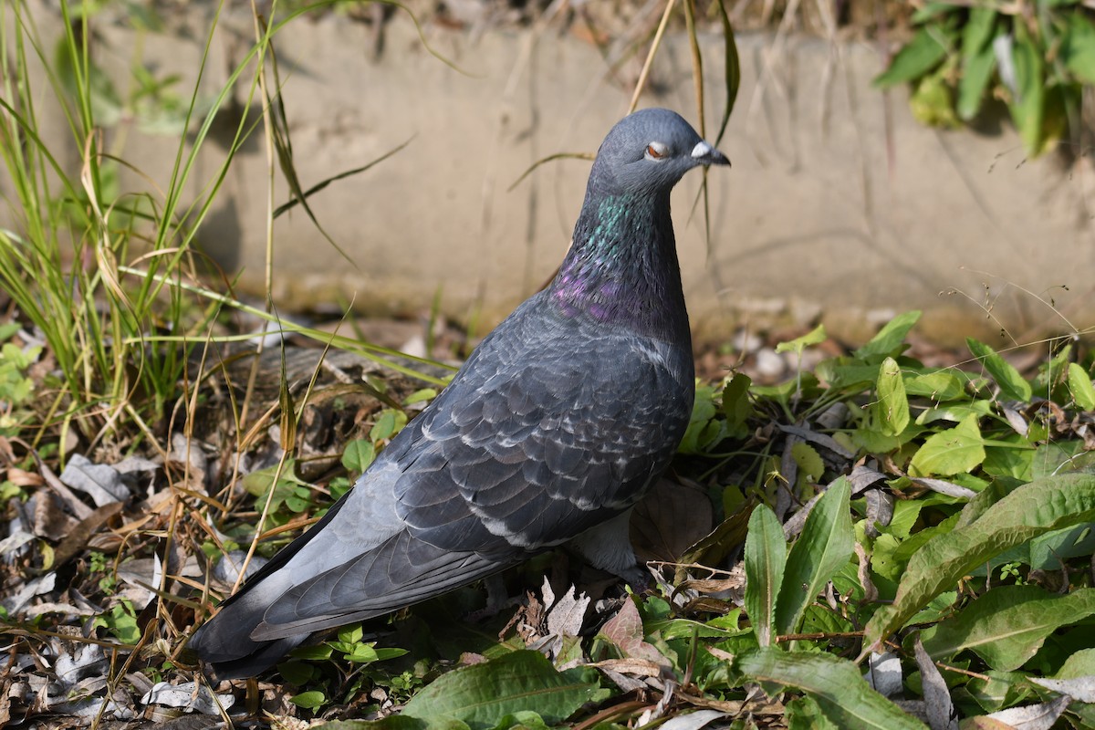 Rock Pigeon (Feral Pigeon) - ML611463270