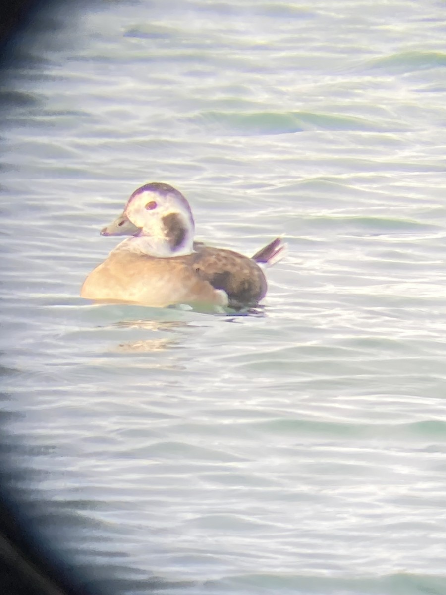 Long-tailed Duck - ML611463380