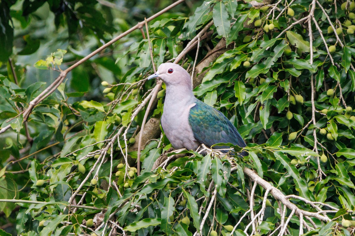 Green Imperial-Pigeon - ML611463447