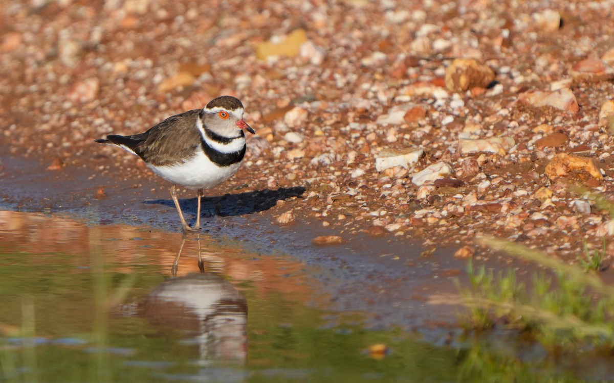 Three-banded Plover - ML611463523