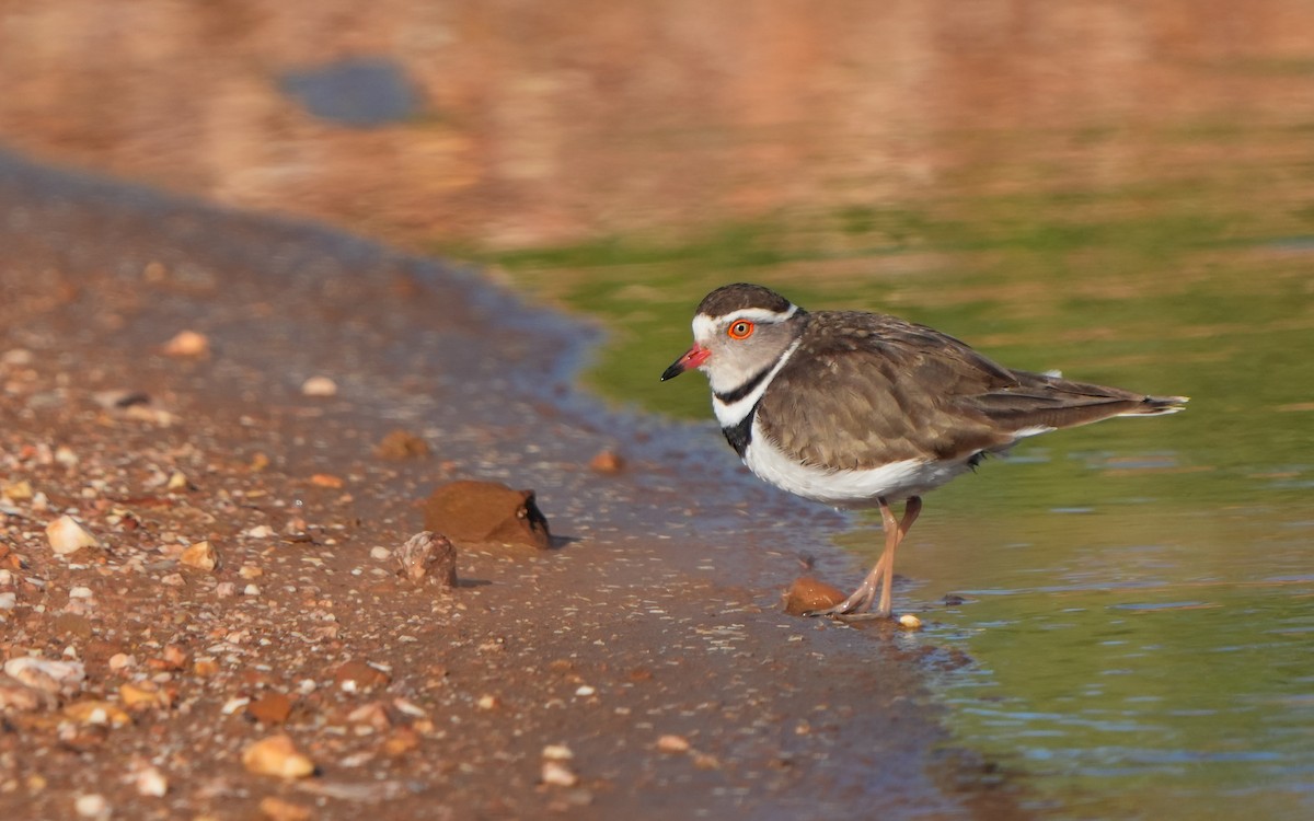 Three-banded Plover - ML611463524